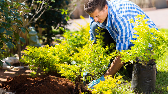 When it is the right time to prune your trees.